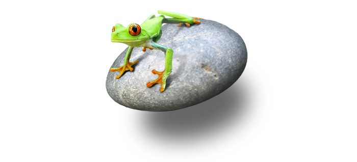 Visuel grenouille du site web 2010 wide-design