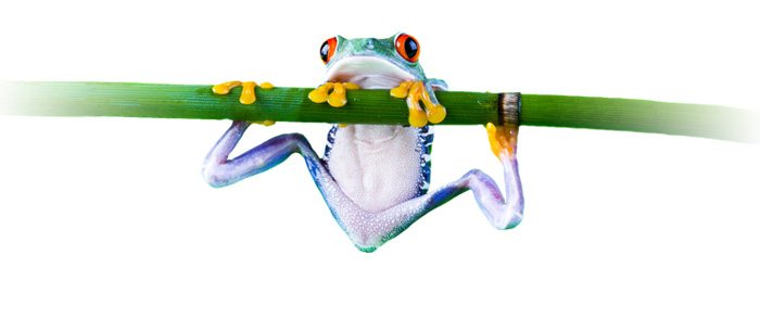 Visuel grenouille wide-design